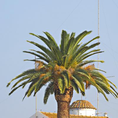 Palmeira e Telhados