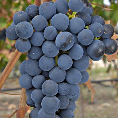 As nossas Uvas