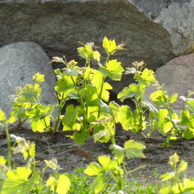 Pormenores das Vinhas